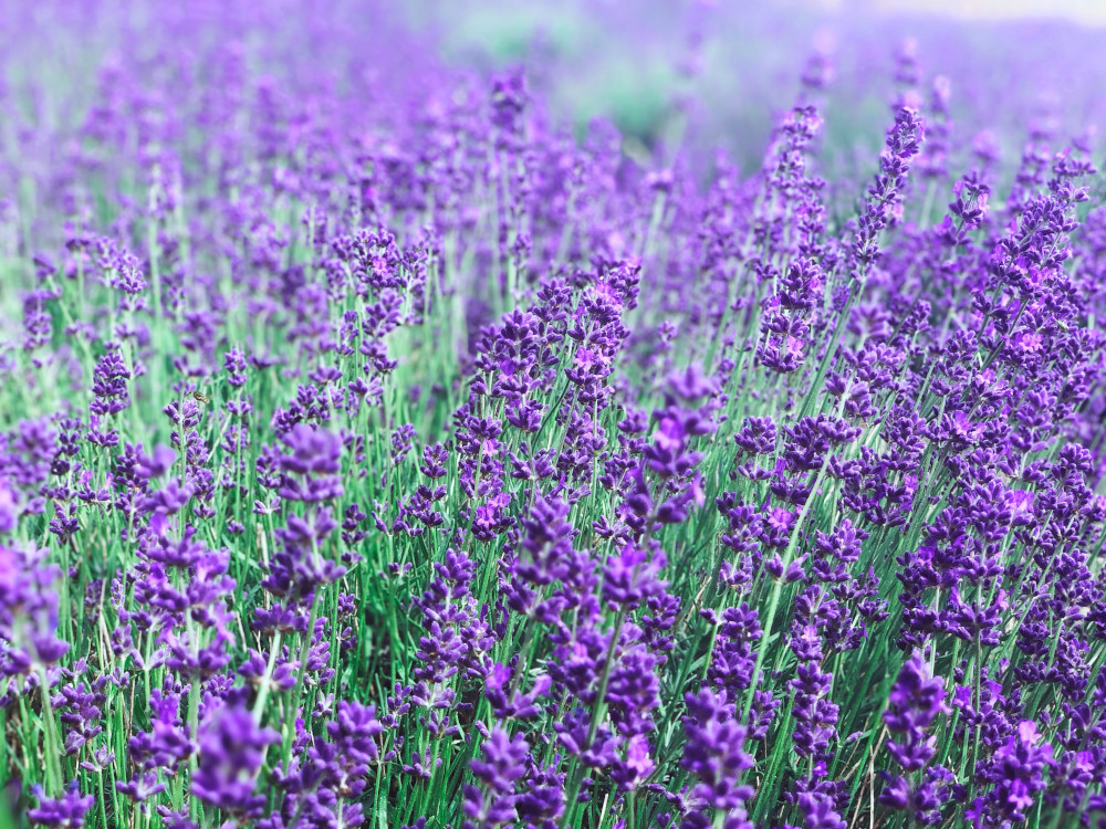 Lavander of Hvar