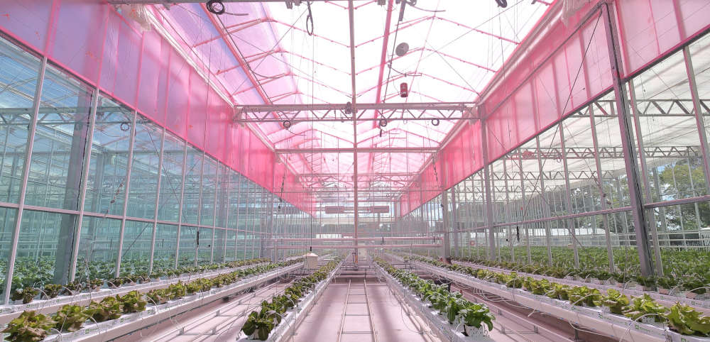 covering-crops-in-red-plastic-can-boost-yields-up-to-37-percent-product.jpg