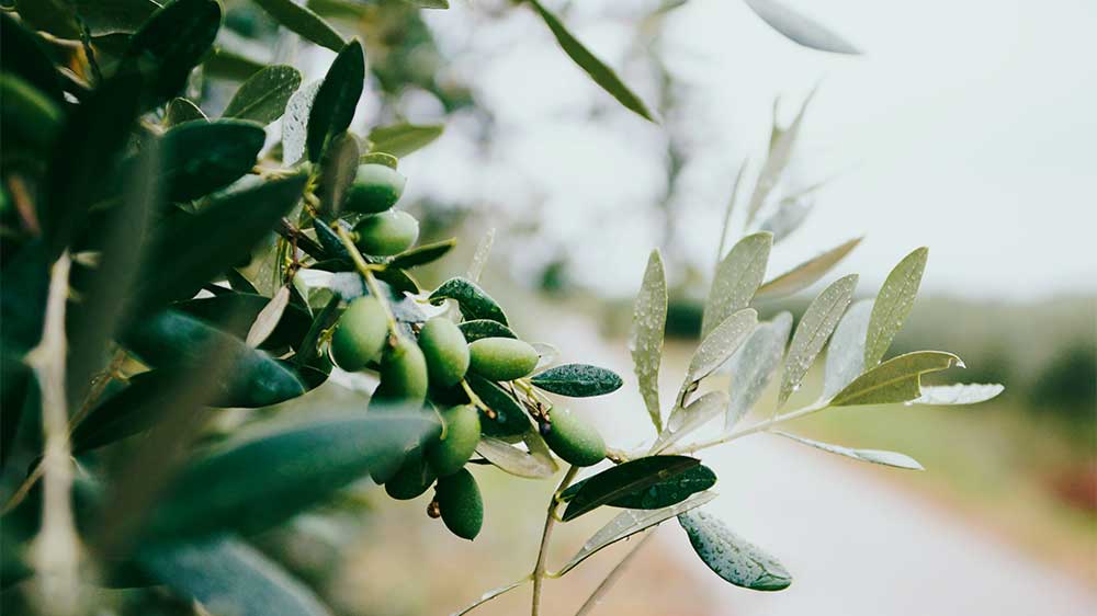 Olive pits into biodegradable plastic? YES!