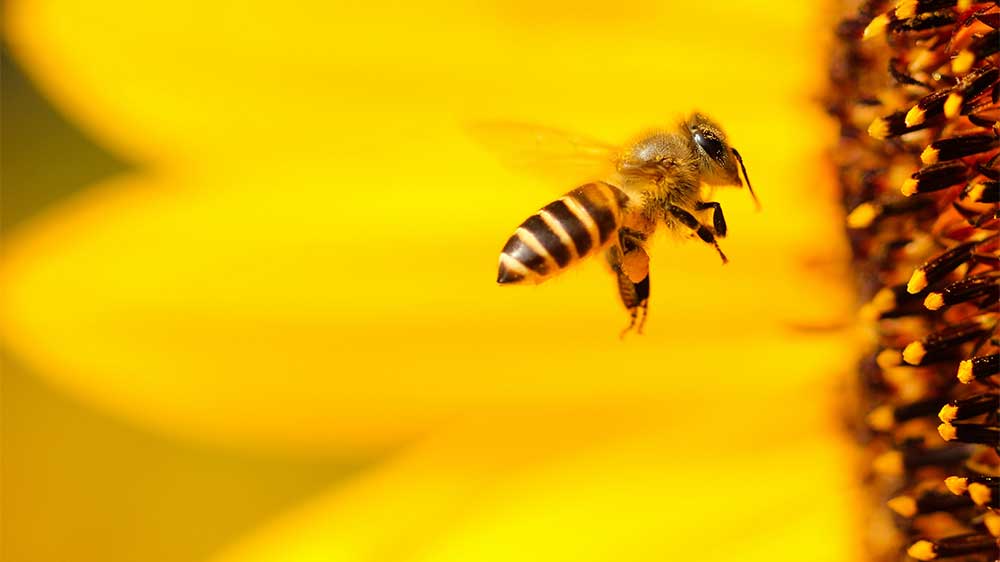 Save the Bees! Here’s How